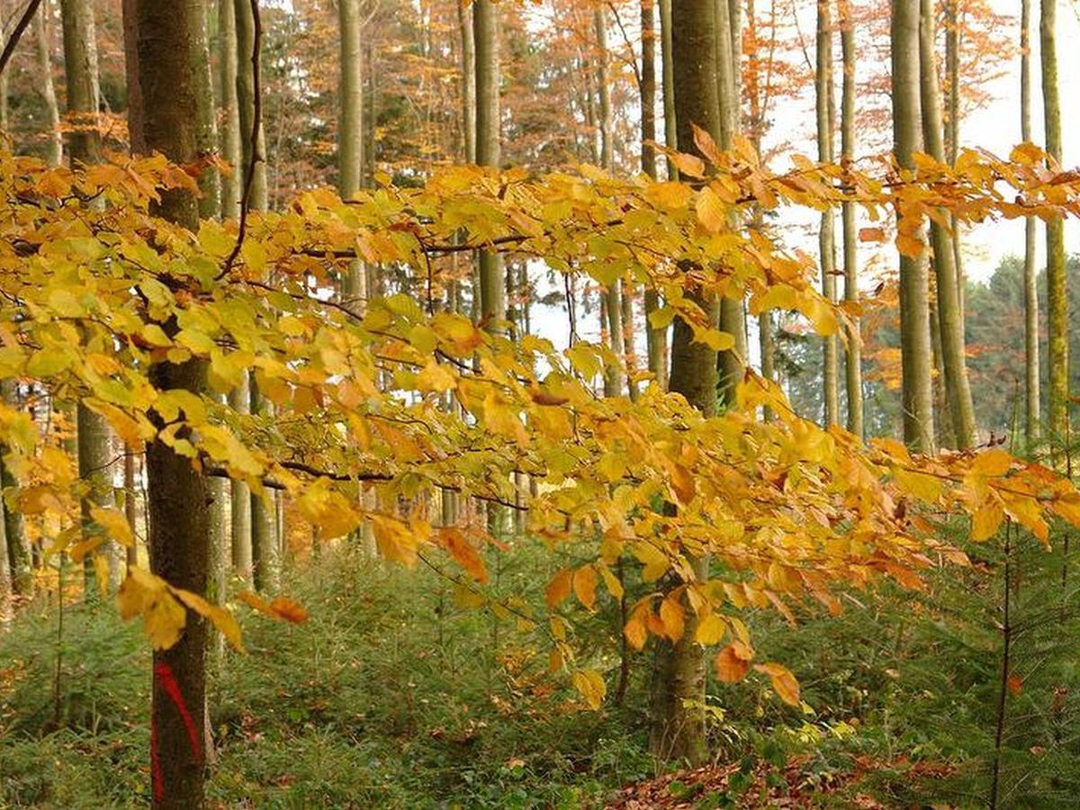 Schwarzwälder Ferienwohnungen Seelbach  Exterior foto